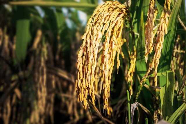  Prognóstico de chuvas para os próximos dias deixa produtores de arroz em alerta