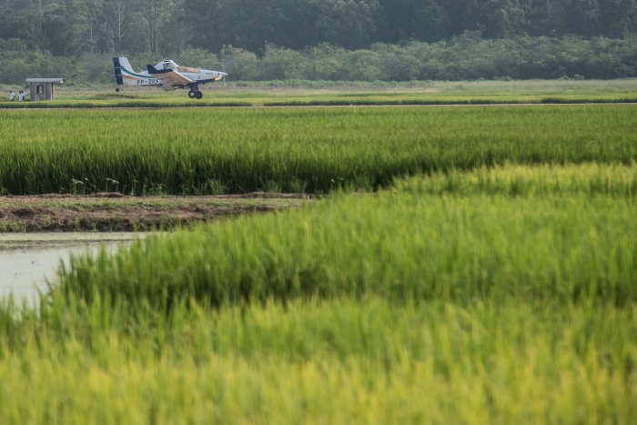  Falta de renda reflete na intenção de plantio do arroz