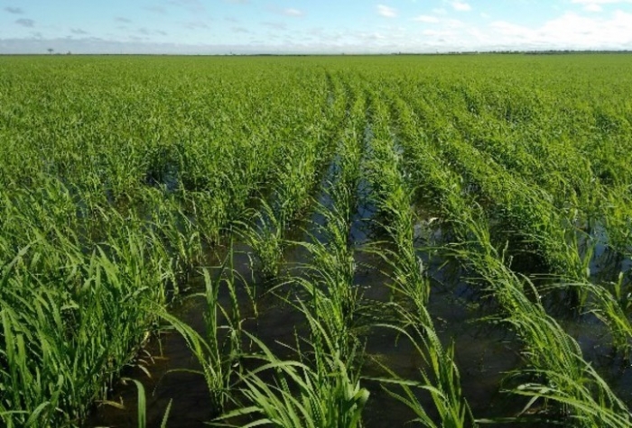  Preocupa el atraso de la siembra del arroz en el Litoral por las lluvias