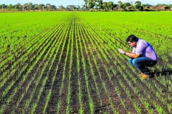  No Tocantins, um novo jeito de plantar