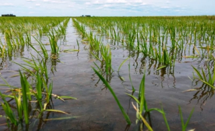  Prorrogado calendário para semeadura de arroz com cultivares dos grupos 2, 3 e 4