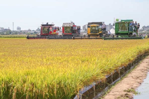  Custos e preços preocupam produtores de arroz para a colheita