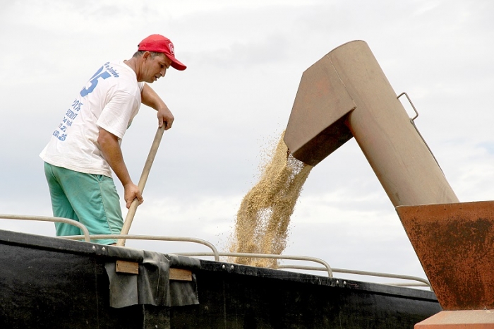  Queda no preço do arroz chega a quase 25% no Norte de Santa Catarina