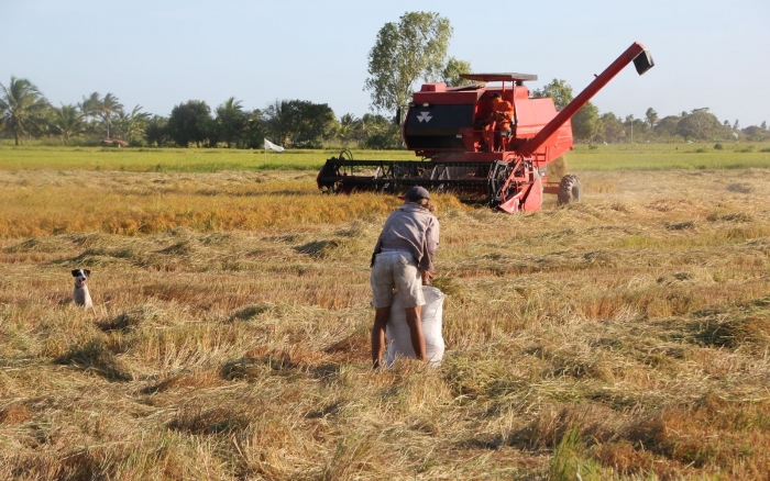  Rizicultores esperam colher 33 mil toneladas em Sergipe