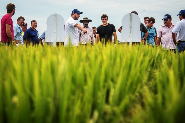  Vitrines Tecnológicas reúnem as últimas novidades para a lavoura arrozeira