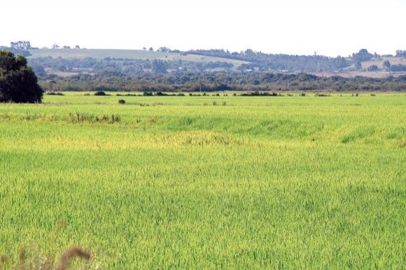  Arrozeiros temem encerrar a safra atual no vermelho