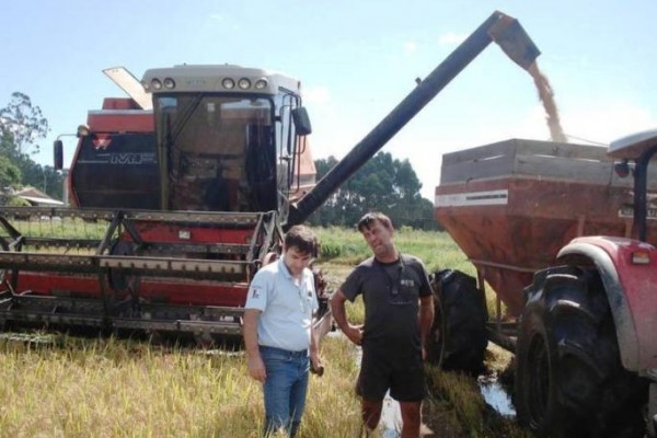  Estado registra início da colheita do arroz