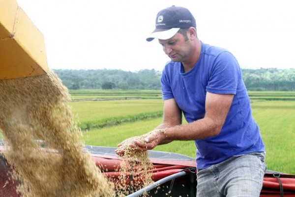  Valor do saco do arroz desanima rizicultores