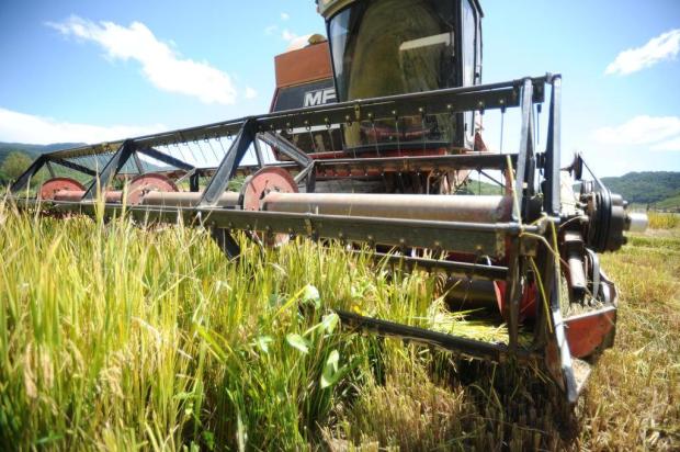  Redução no preço alerta produtores do Vale do Itajaí