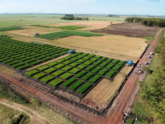  Dia de Campo Regional da Fronteira Oeste reúne 400 participantes