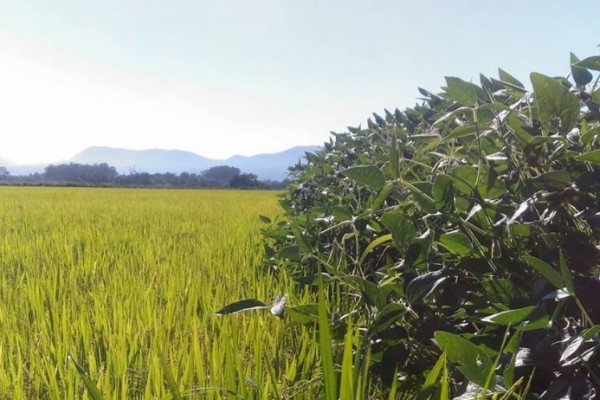  Baixas temperaturas trarão consequências às lavouras gaúchas