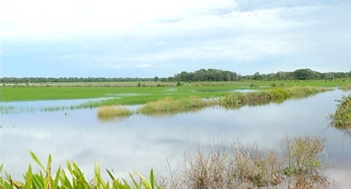  Fazendas alagam e produtores temem perder lavouras de arroz