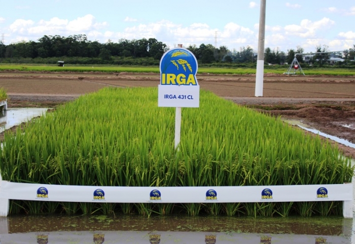  Irga apresenta cultivar 431CL