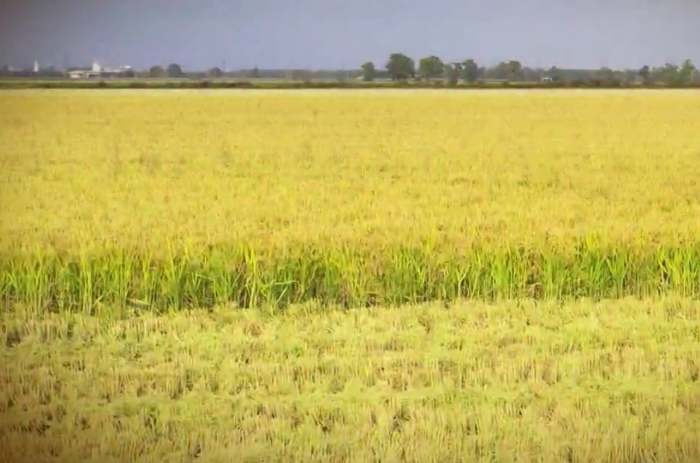  Indústria e produtores investem em novas variedades e tipos de arroz no RS