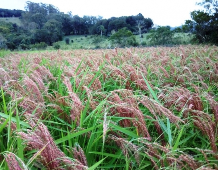  Produção de arroz orgânico em discussão na ORP 3 Brasil 2018