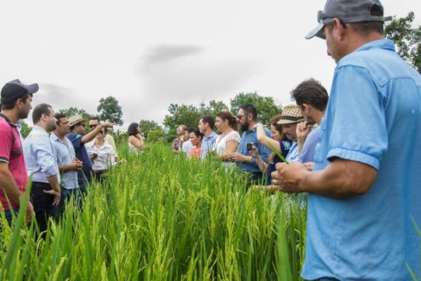  Pequenos produtores investem no cultivo de arroz com incentivo do governo