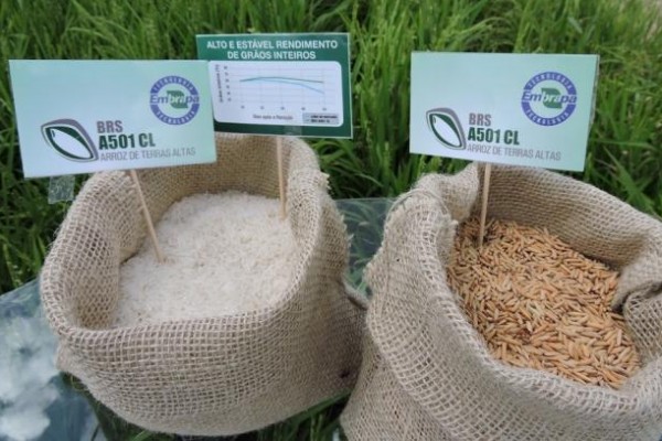  Lançada a primeira cultivar de arroz de terras altas resistente a herbicida