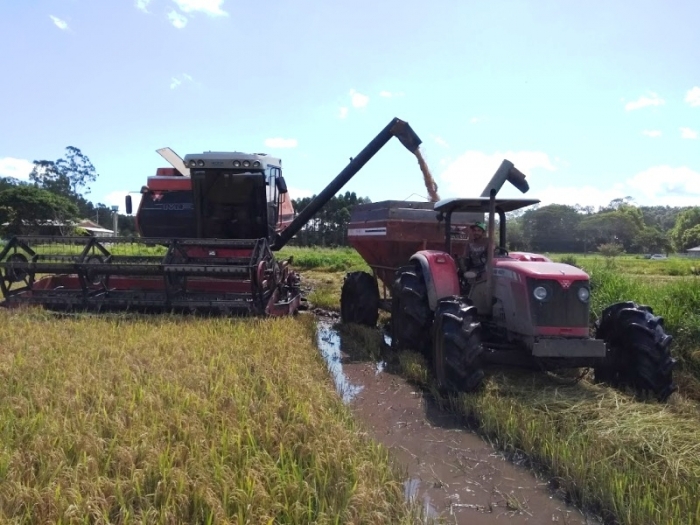  Colheita do arroz atinge 42,6% no Estado