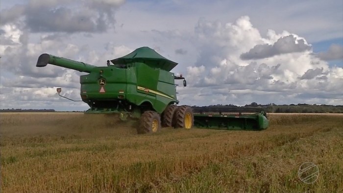  Cai produção de arroz em MT por desvalorização do grão