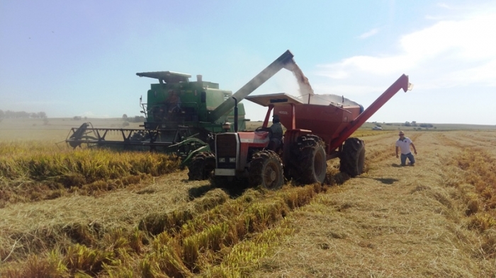  Colheita do arroz no Estado está perto de atingir 90%