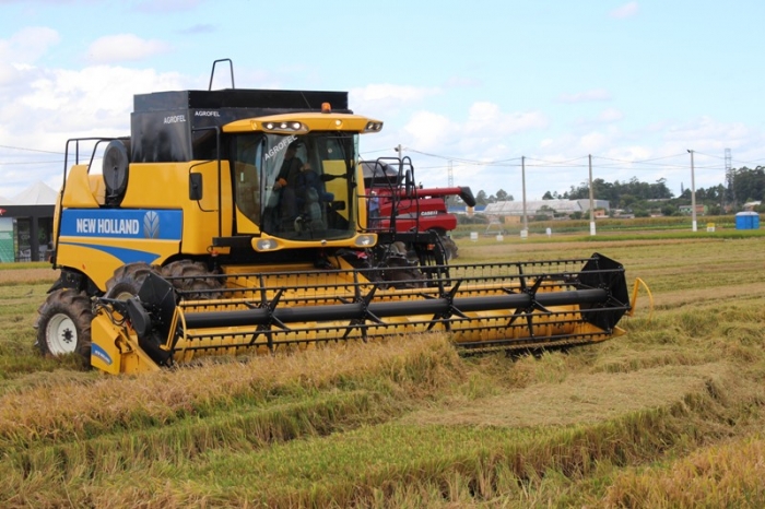  Queda na safra de arroz será menor que o esperado