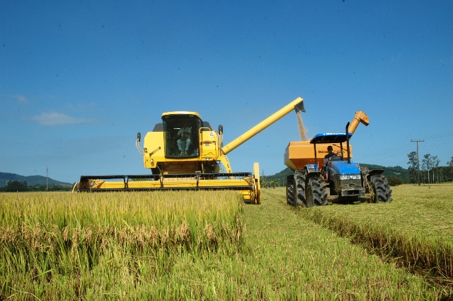  Epagri avalia safra de arroz no Sul do Estado nesta quinta-feira, com boa expectativa