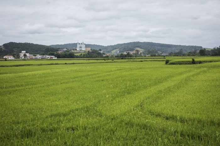  Arroz tem menor valor de produção em três décadas, aponta Ministério da Agricultura