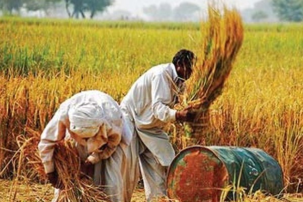  Paquistão espera grandes exportações de arroz para a China