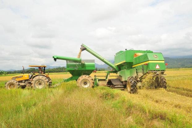  Produtores de arroz de SC comemoram boa safra e devem ampliar volume de exportações