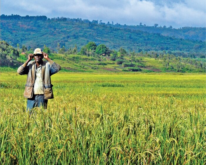 Planeta: arroz oscila em 2018