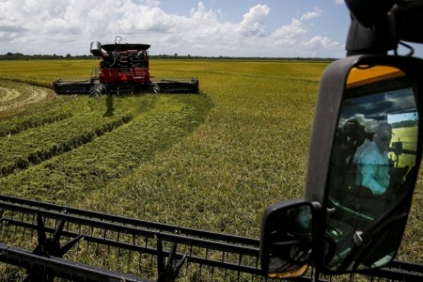  Produtores de arroz do Texas dependem da água dos Highland Lakes em meio a estiagem