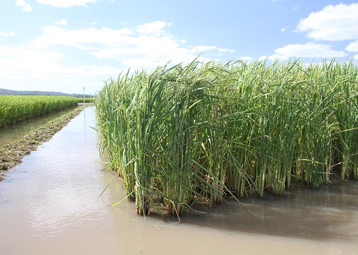Agora, é possível estimar a produtividade do arroz irrigado em diferentes regiões gaúchas