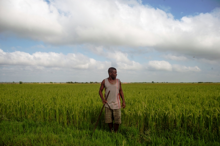  Investimentos no Banco Africano de Desenvolvimento transformam as principais regiões de arroz de Madagascar