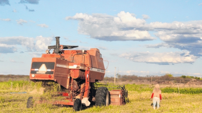  Queda na rizicultura é de 90% em quatro anos no Ceará