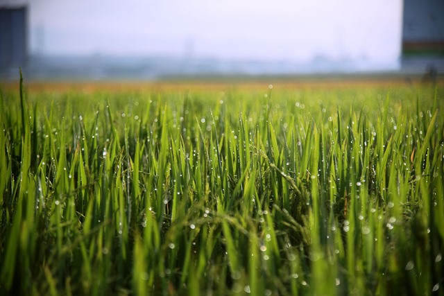  Federarroz recomenda diversificação para diminuir dependência do arroz