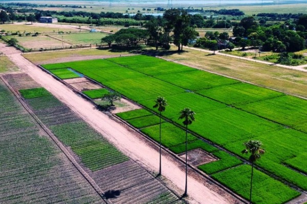  29ª Abertura da Colheita do Arroz terá 33 vitrines tecnológicas