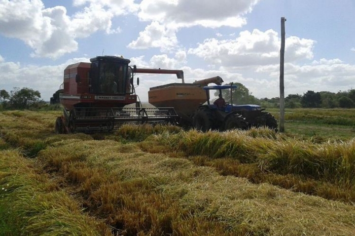  Lavoura de arroz ocupará 31 mil hectares no Vale do Rio Pardo