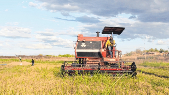  Baixo nível do reservatório do Orós reduz a safra irrigada de arroz