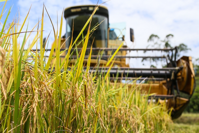  Com safra forte, está aberta a temporada de colheita do arroz na região