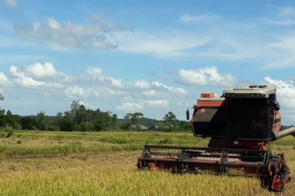  Produtores gaúchos começam a colher arroz da safra 2018/2019