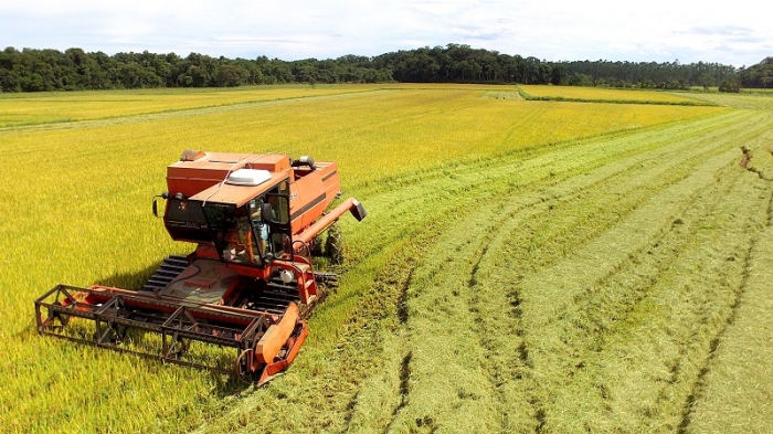  RS já colheu 4% da área de arroz