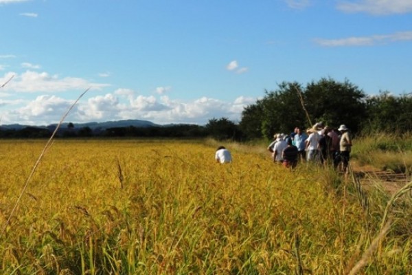  Celebração da Colheita do Arroz Orgânico será dia 7 em Viamão