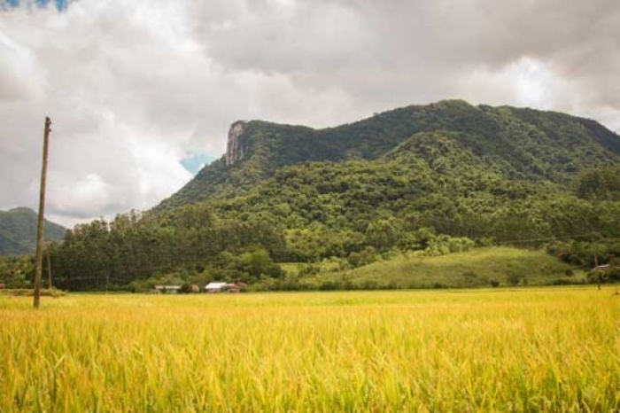  Começa a colheita do arroz nos Vales do Taquari e Rio Pardo