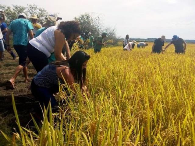  Viamão celebra Colheita do Arroz Orgânico