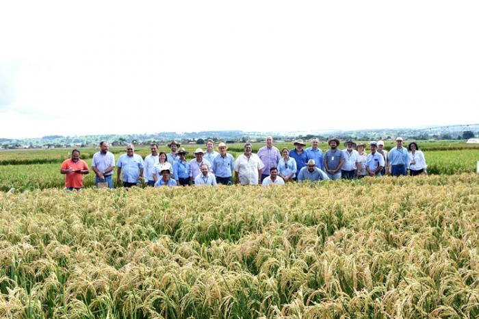  Integrantes da cadeia produtiva do arroz realizam vista técnica a Embrapa