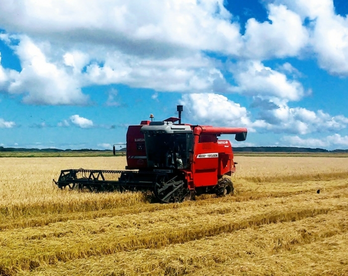  Colheita de arroz atinge 35,5% no Estado