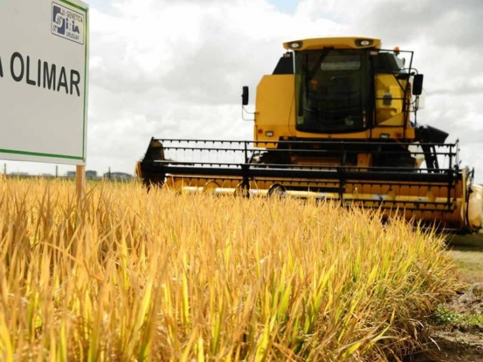  Uruguay abre mercado de arroz con cáscara para exportar a México