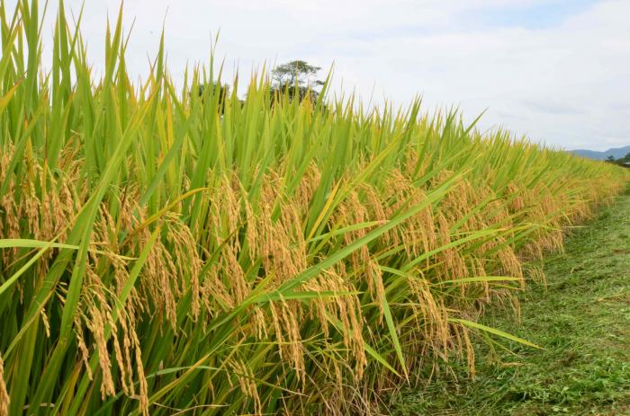  Congresso discutirá inovação e desenvolvimento na cultura o arroz irrigado