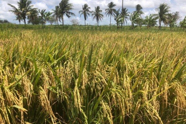  Irga produz geração de sementes de inverno em Alagoas