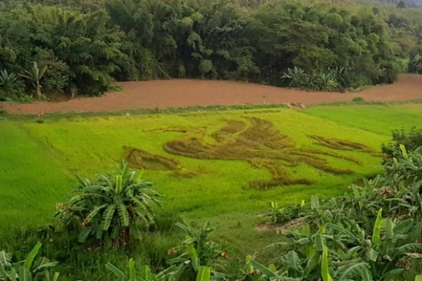  Fã do Liverpool planta campo de arroz em homenagem ao clube